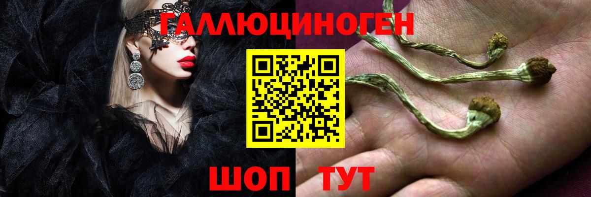 Галлюциногенные грибы Psilocybe Бердск